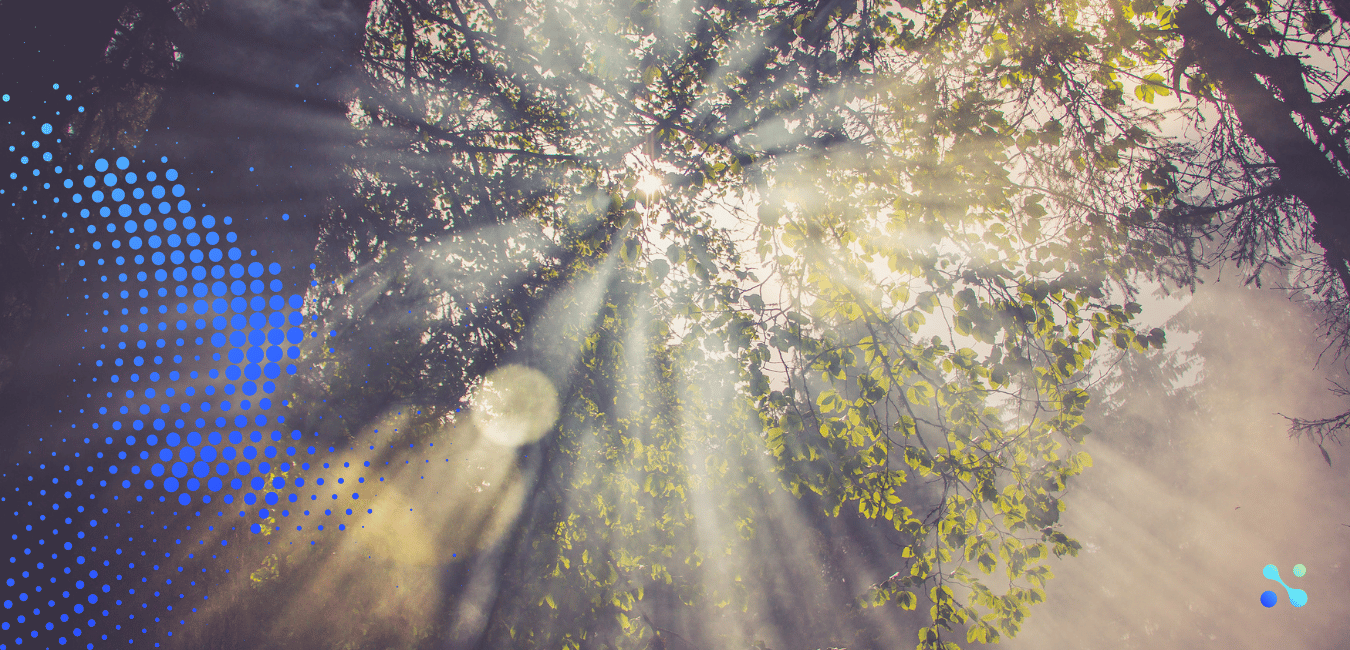 Sunlight filtering through forest trees, symbolizing sustainability and environmental innovation.